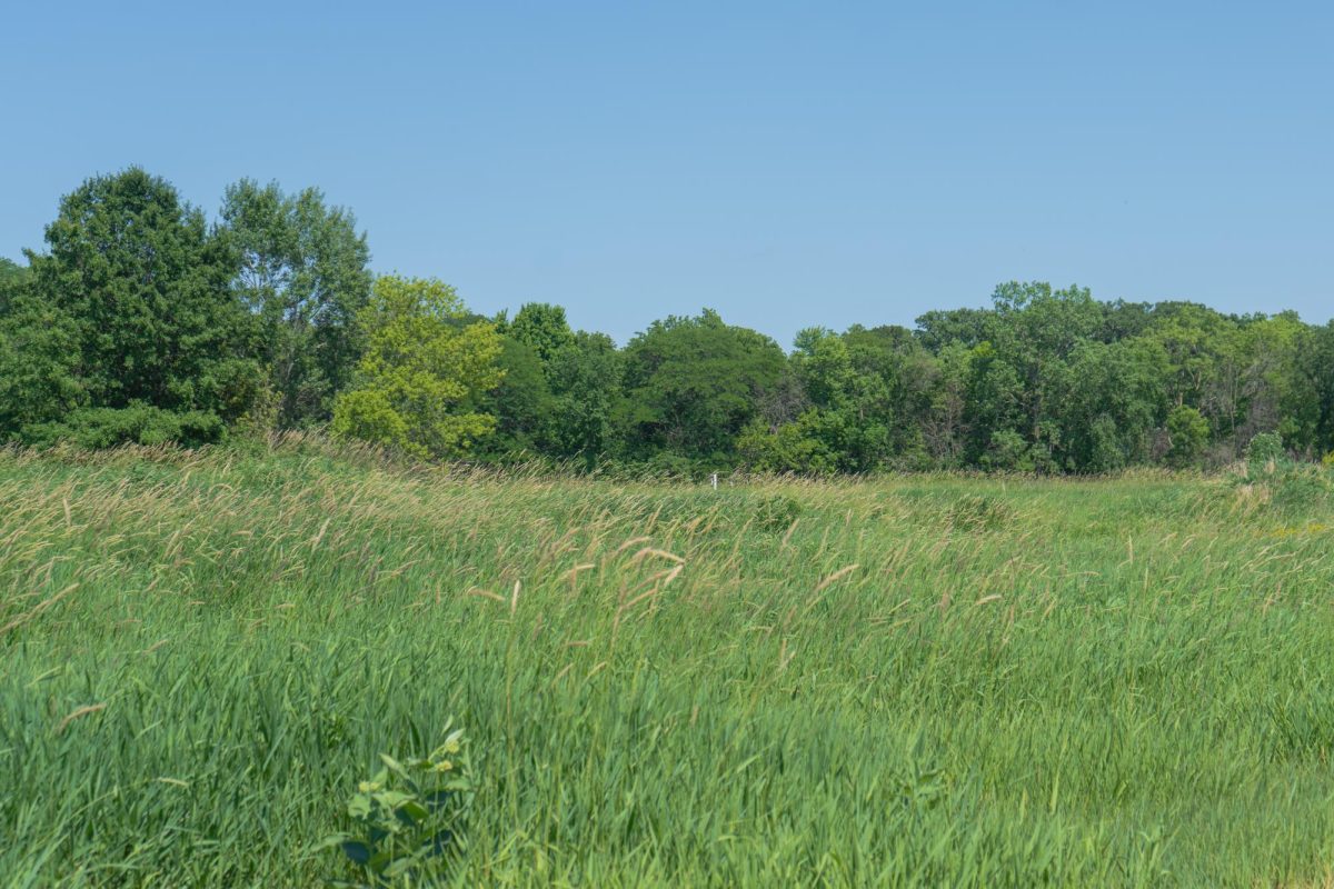 Tall grass blows in the wind in Meadowbrook Park at the University, June 13.