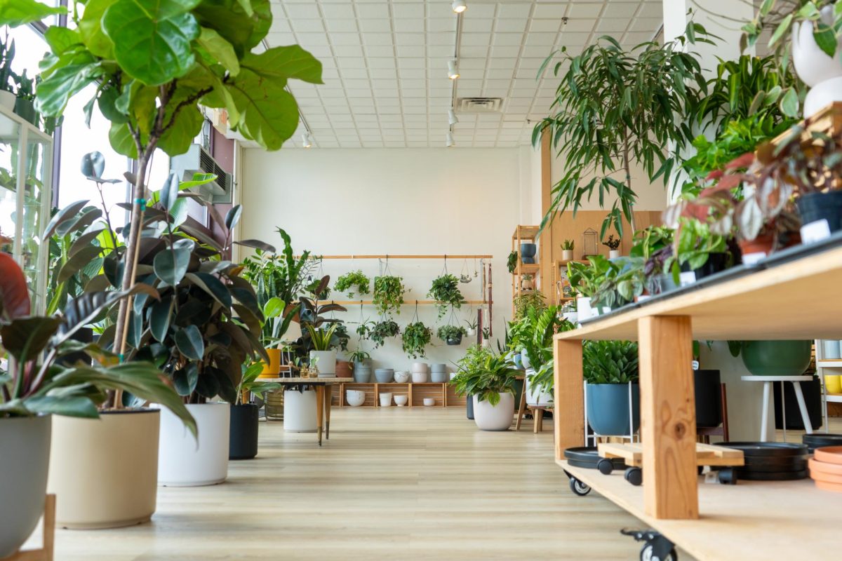 Planted, a plant store located in downtown Champaign at 16 East Washington Street, is a popular spot to buy house plants. It is easily accessible using the buses.