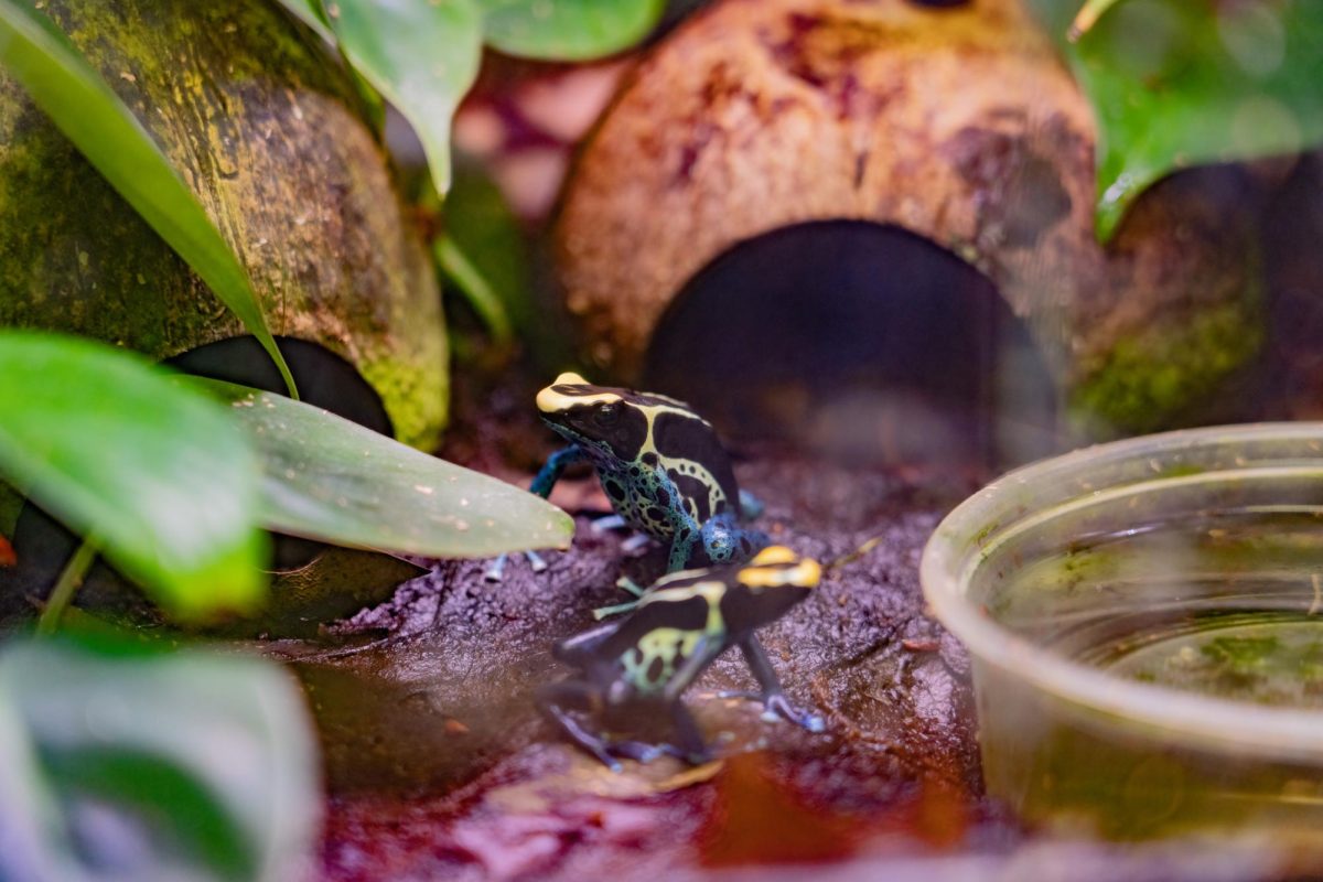 Professor Eva Fischer, one of the faculties in Neuroscience Program, leads a frog research. The focus is to understand the biological and cognitive mechanisms of frogs. 