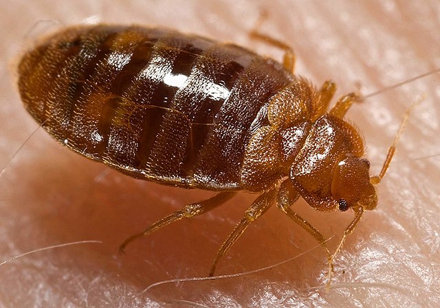 View of a bed bug nymph ingesting blood from a voluntary human host. Bedbugs are not a massive concern for the CU community but precautions should still be held.