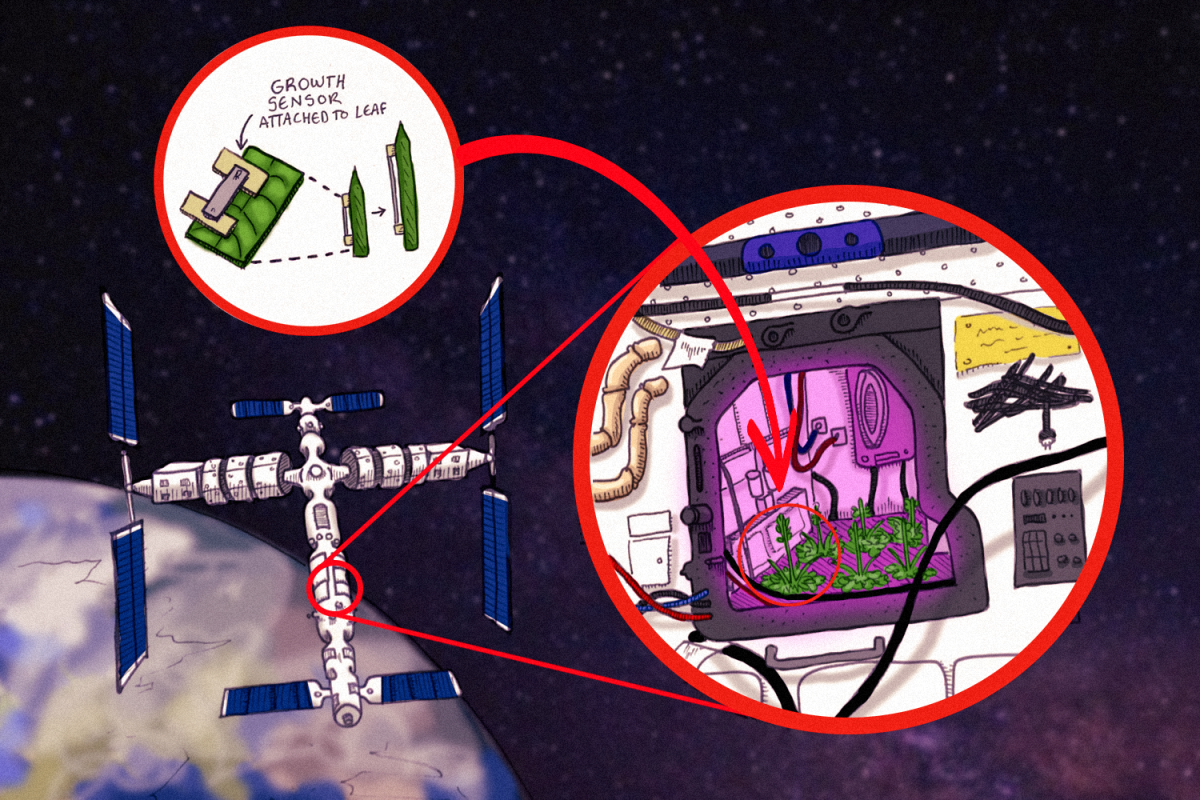 Revolutionizing plant growth: UI scientists leap toward outer-space farming